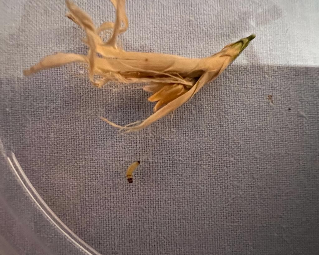 Identificazione larva: Tortricidae sp.